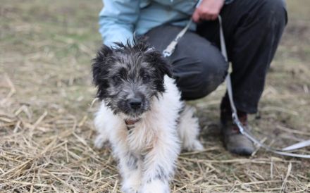 Wuschelkopf Strolchi bringt frischen Wind in dein Leben