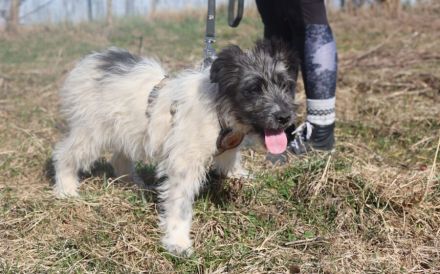 Wuschelkopf Strolchi bringt frischen Wind in dein Leben