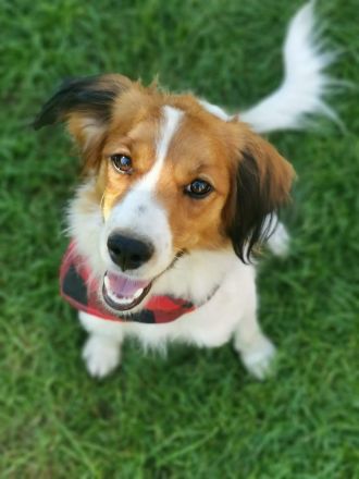 Einzigartig in der Doodlewelt: Kooikerdoodle