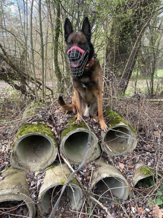 Albert Einstein, Malinois, geb. 11.03.2020, sucht erfahrene Einzelperson