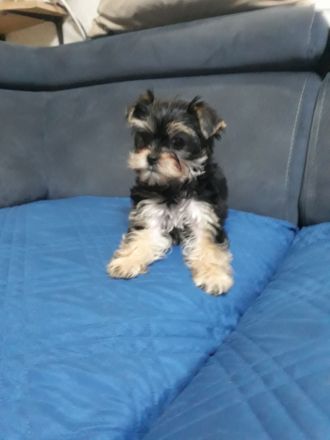 Yorkshire Terrier, 1- Mädchen und 2- Jungs.