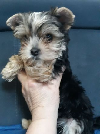 Yorkshire Terrier, 1- Mädchen und 2- Jungs.