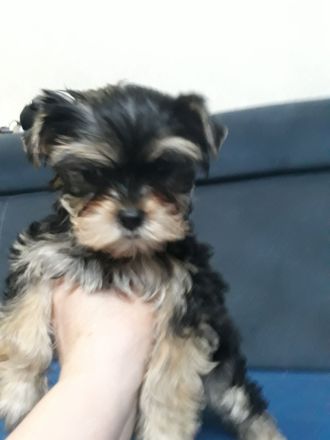 Yorkshire Terrier, 1- Mädchen und 2- Jungs.