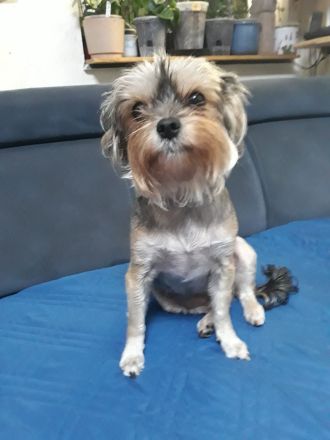 Yorkshire Terrier, 1- Mädchen und 2- Jungs.