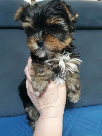 Yorkshire Terrier, 1- Mädchen und 2- Jungs.