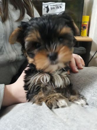 Yorkshire Terrier, 1- Mädchen und 2- Jungs.