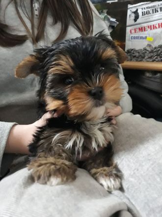 Yorkshire Terrier, 1- Mädchen und 2- Jungs.