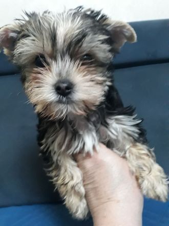 Yorkshire Terrier, 1- Mädchen und 2- Jungs.