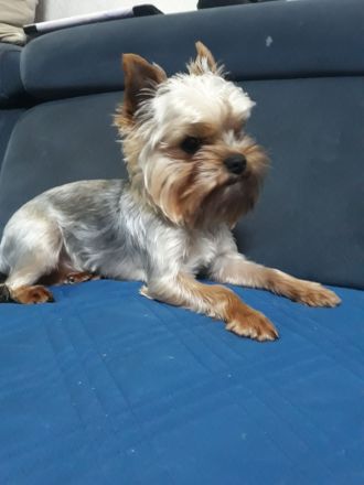 Yorkshire Terrier, 1- Mädchen und 2- Jungs.