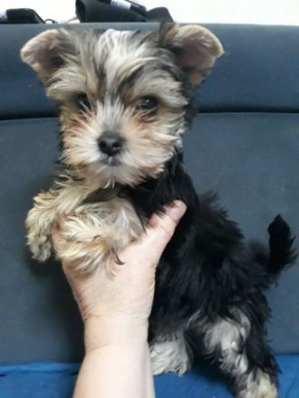 Yorkshire Terrier, 1- Mädchen und 2- Jungs.