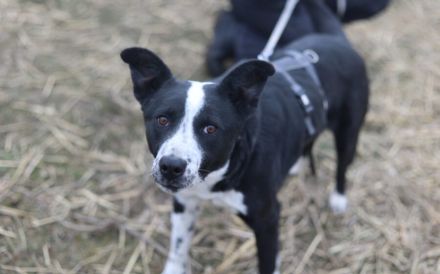 Familie gesucht für Josi