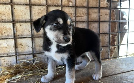 Wer schenkt Zora ein Zuhause?