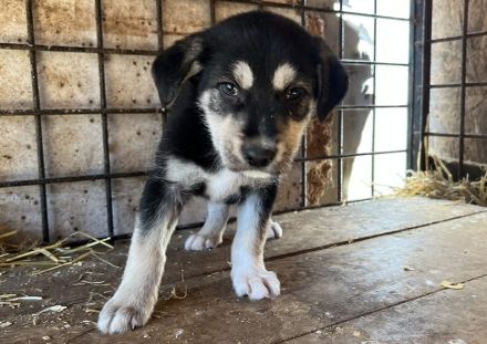 Wer schenkt Zora ein Zuhause?