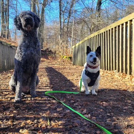 BRIM  Kleiner Hund mit riesen Herz