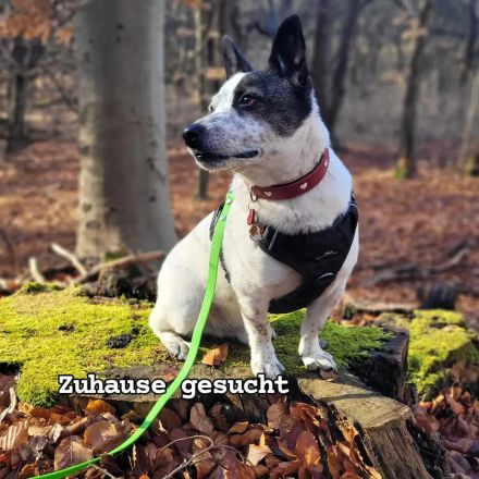 BRIM  Kleiner Hund mit riesen Herz