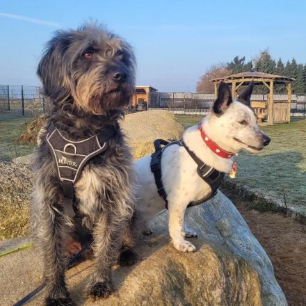 BRIM  Kleiner Hund mit riesen Herz