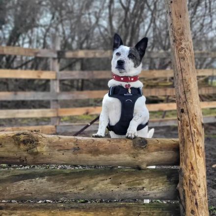 BRIM  Kleiner Hund mit riesen Herz