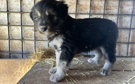 Die kleine Allie sucht ihr großes Glück