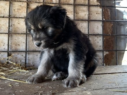 Die kleine Allie sucht ihr großes Glück