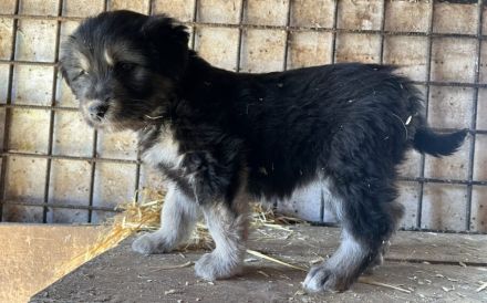 Die kleine Allie sucht ihr großes Glück