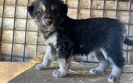 Die kleine Allie sucht ihr großes Glück