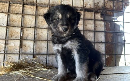 Die kleine Allie sucht ihr großes Glück