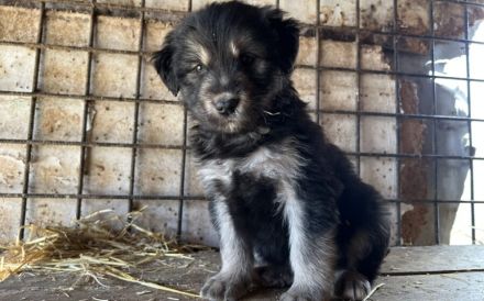 Die kleine Allie sucht ihr großes Glück