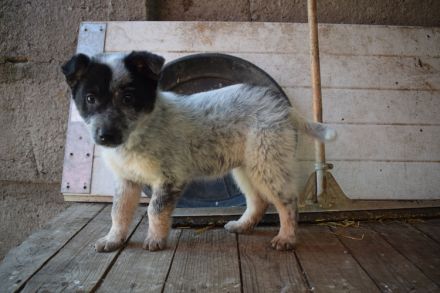 Lieblingsmensch für Yara gesucht