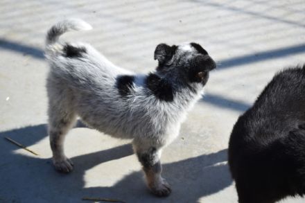 Lieblingsmensch für Yara gesucht