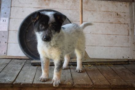 Lieblingsmensch für Yara gesucht