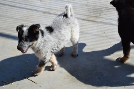 Lieblingsmensch für Yara gesucht