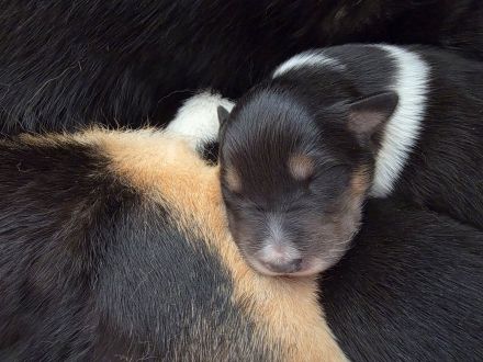 Zuckersüße hübsche Collie-Bernersennen-Husky