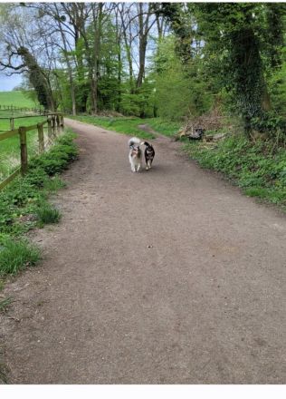 Zuckersüße hübsche Collie-Bernersennen-Husky
