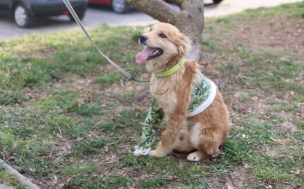 Süßer Biscuit sucht ein Zuhause