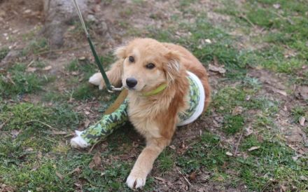 Süßer Biscuit sucht ein Zuhause