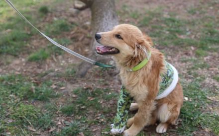 Süßer Biscuit sucht ein Zuhause