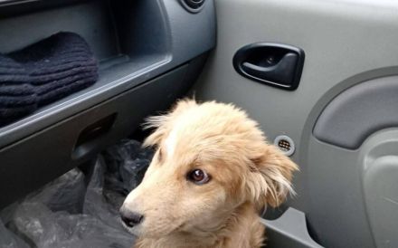 Süßer Biscuit sucht ein Zuhause