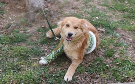 Süßer Biscuit sucht ein Zuhause