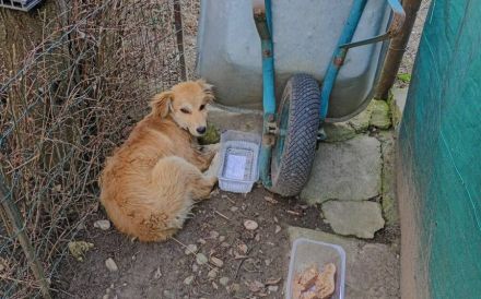 Süßer Biscuit sucht ein Zuhause