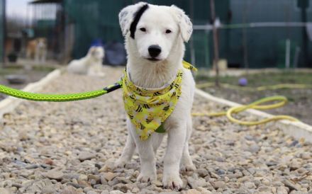Heavenly - ein kleiner Stern auf der Suche nach ihrem Himmel auf Erden