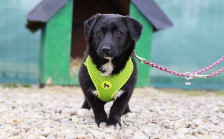 Zuckermaus Tess sucht ein schönes Heim