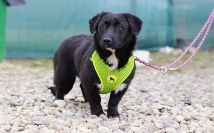 Zuckermaus Tess sucht ein schönes Heim