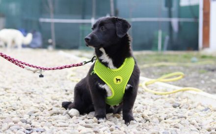 Zuckermaus Tess sucht ein schönes Heim