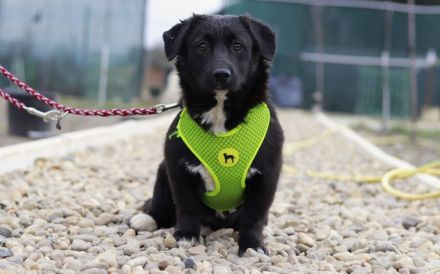 Zuckermaus Tess sucht ein schönes Heim