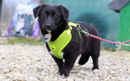 Zuckermaus Tess sucht ein schönes Heim