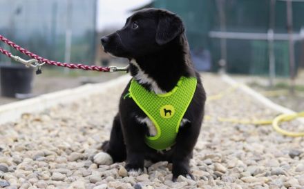 Zuckermaus Tess sucht ein schönes Heim