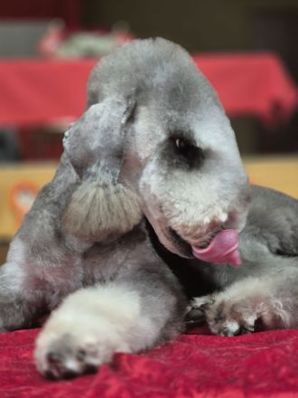 Bedlington Terrier Welpen