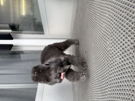 Bedlington Terrier Welpen