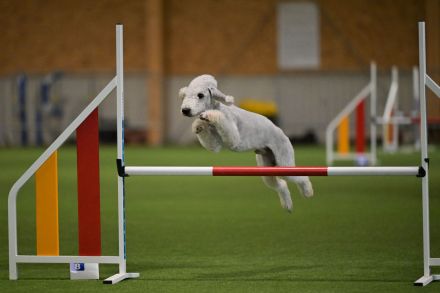 Bedlington Terrier Welpen