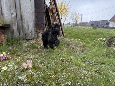 Bedlington Terrier Welpen